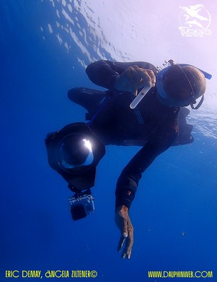 dauphins etude ecovolontaire