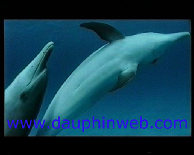 bahamas dauphin