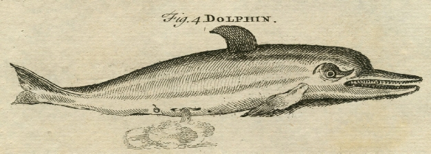 rayon x des dauphins et sonar