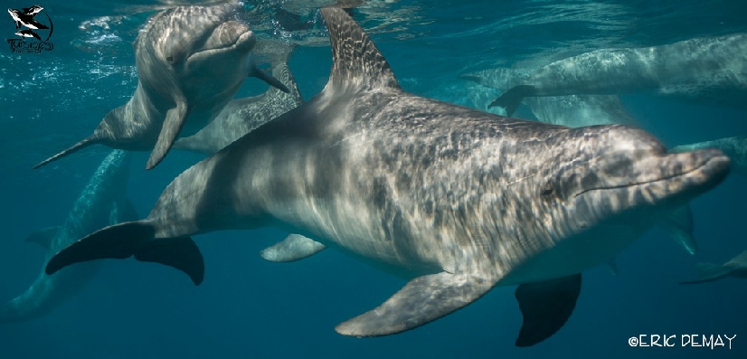 specialiste dauphins france europe