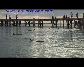 dauphin australie