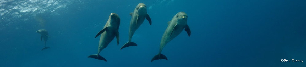 stage yoga apnée dauphin en mer rouge egypte laurence brian