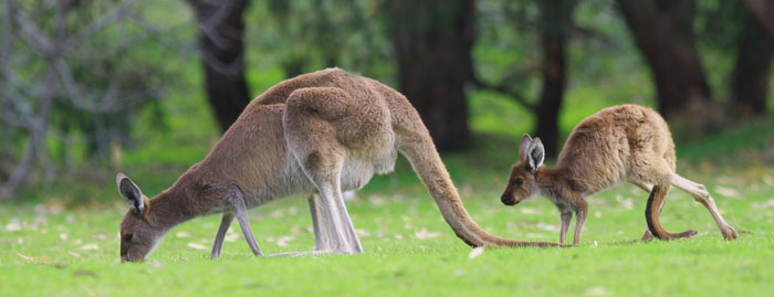 kangourous en australie