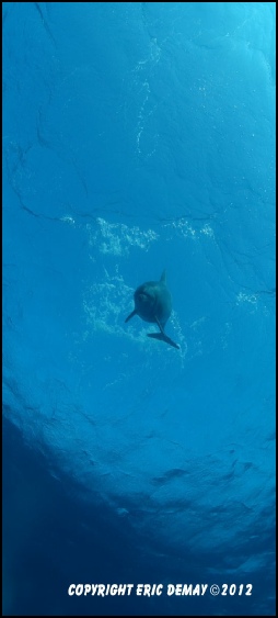 nager et snorkeling avec les dauphins