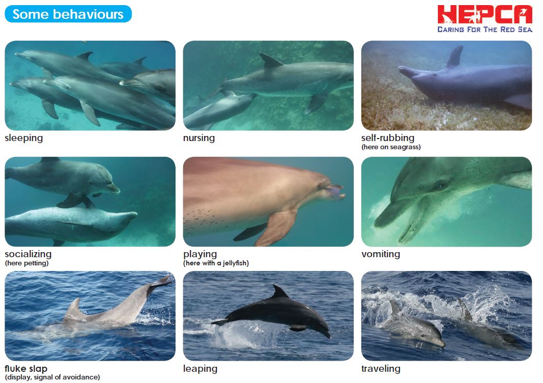 hepca comportements behaviors des dauphins