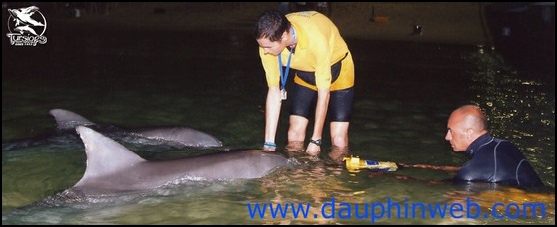 eric demay chercheur dauphins