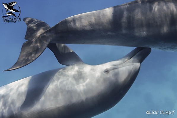 protection des dauphins hurghada