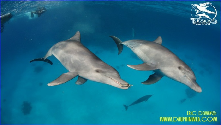 nager avec les dauphins sauvages