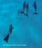 dolphins in egypt
