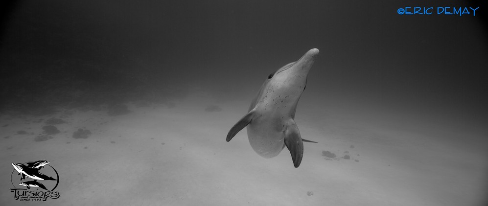 dauphins recherche scientifique