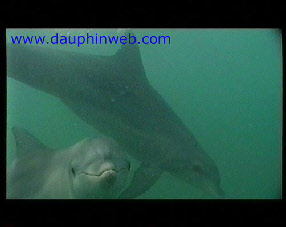 astuce dauphin