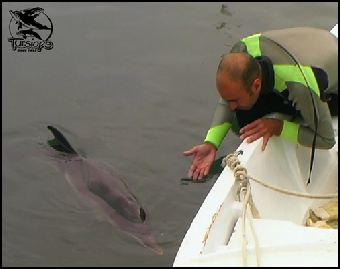 eric demay sauvetage dauphin