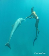 dolphins swimming