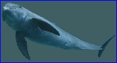 research dolphins experience