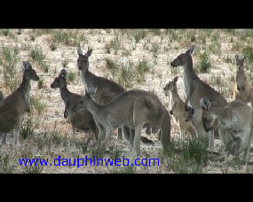 kangoroo australia