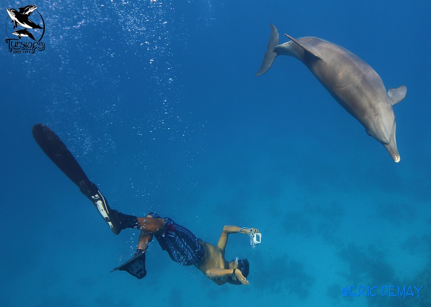 dauphins ambassadeurs