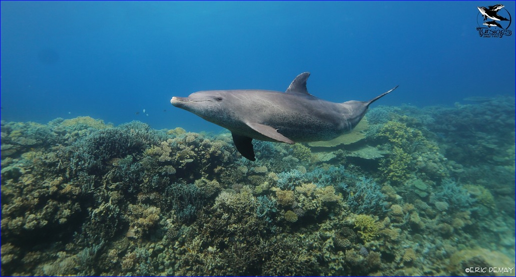 nager avec les dauphins sauvages