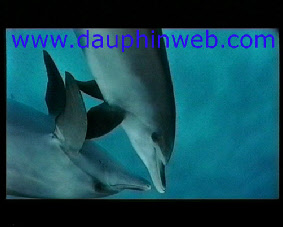 dolphin bahamas