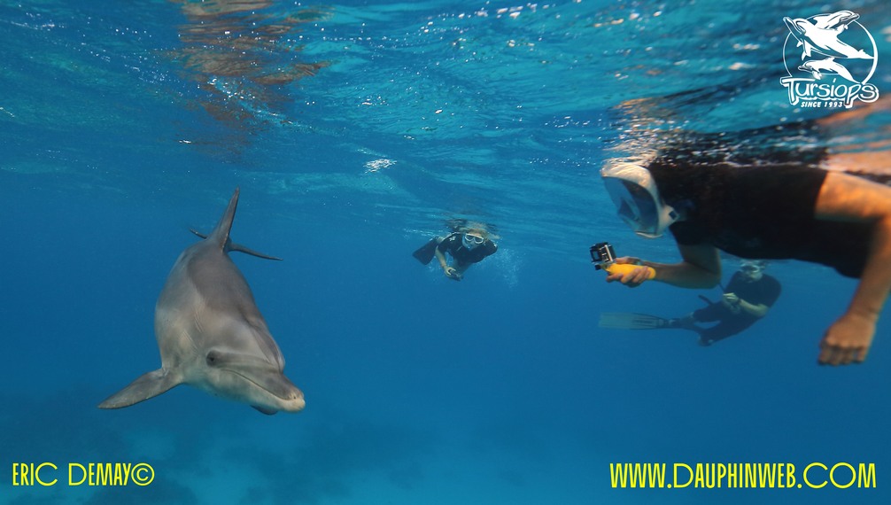 nager avec les dauphins