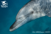 nager avec les dauphins